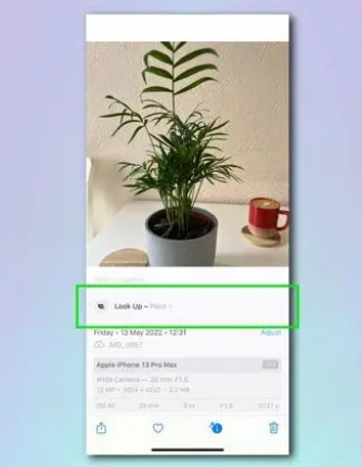 电白苹果相机维修分享如何使用iPhone相机识别植物和花卉 